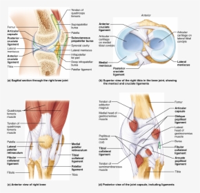 Transparent Joint Transparent Png - Oblique Popliteal Ligament Of Knee, Png Download, Free Download