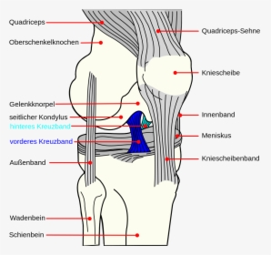 Ligaments Of The Knee, HD Png Download, Free Download