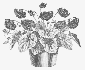 Pot, Plant, Vintage, Drawing, Gardening, Garden, Nature - Vintage Flower Pot Illustration, HD Png Download, Free Download