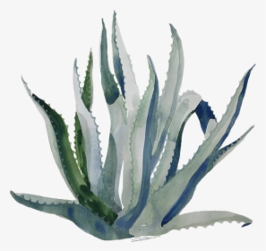 Century Plant Painting, HD Png Download, Free Download