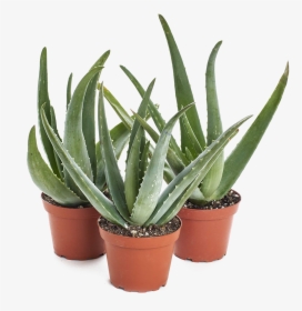 Aloe Vera Plant Transparent Image - Aloe Vera Plant, HD Png Download, Free Download