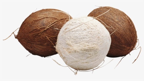 Coconut, HD Png Download, Free Download