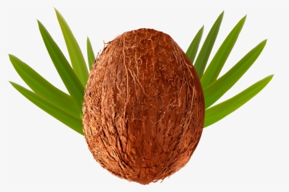 Coconut Clipart Clear Background, HD Png Download, Free Download