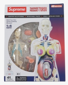 Supreme Female Anatomy Model, HD Png Download, Free Download