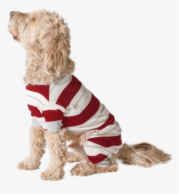 Goldendoodle, HD Png Download, Free Download