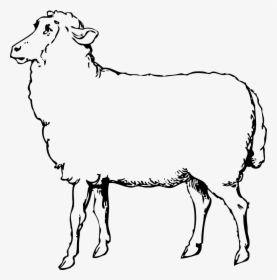 Transparent Baby Sheep Png - Sheep Black And White Clipart, Png Download, Free Download