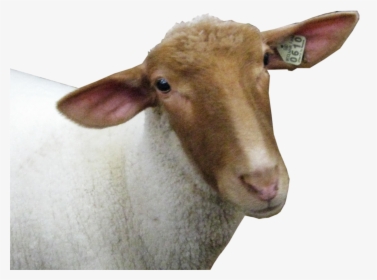 Baby Sheep Png, Transparent Png, Free Download