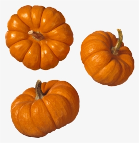 Transparent Background Pumpkins Transparent, HD Png Download, Free Download