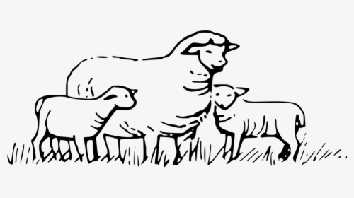Sheep, Animals, Field, Barn, Babies, Kids, Wool - Sheeps Clipart Black And White, HD Png Download, Free Download