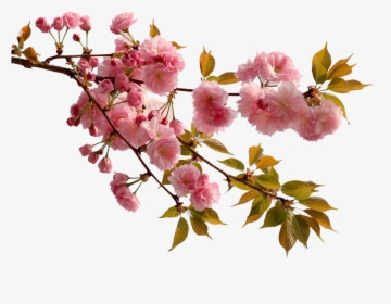 Transparent Cherry Blossom Png - Cherry Blossom Chinese Flowers, Png Download, Free Download