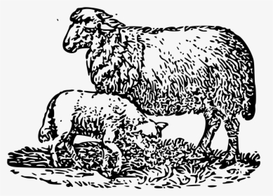 File Cherokeeprimer P Wikimedia - Sheep, HD Png Download, Free Download