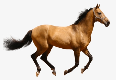 Horse Png Image File - Horse Animal Png, Transparent Png, Free Download