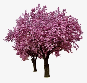 Spring Cherry Blossoms - Cherry Blossom Tree Png, Transparent Png, Free Download