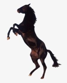 Horse Png - Black Horse Png, Transparent Png, Free Download