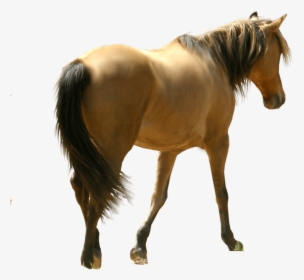 Download Horse Png File For Designing Projects - Mini Horse Transparent Background, Png Download, Free Download