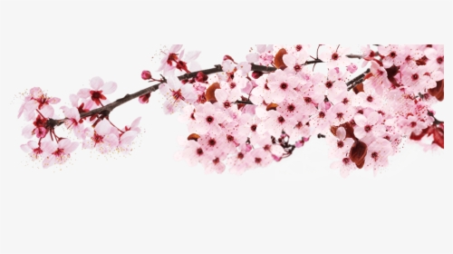 Blossom - Japan Cherry Blossom Png, Transparent Png, Free Download