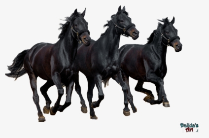 Horse Png Download Image - Group Of Black Horses, Transparent Png, Free Download