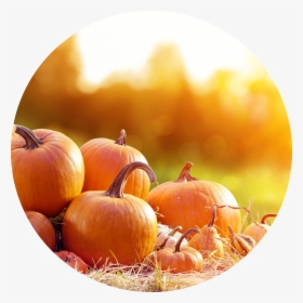Mystery Doug Why Are Pumpkins Orange, HD Png Download, Free Download