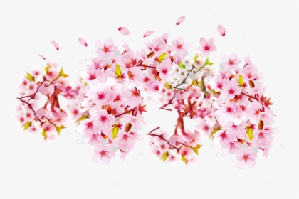 Transparent Cherry Blossom Png - Bunga Sakura Png Transparent, Png Download, Free Download