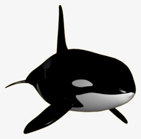 Orca Clipart Transparent - Orca Killer Whale Transparent, HD Png Download, Free Download