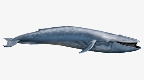 Blue Whale Transparent, HD Png Download, Free Download