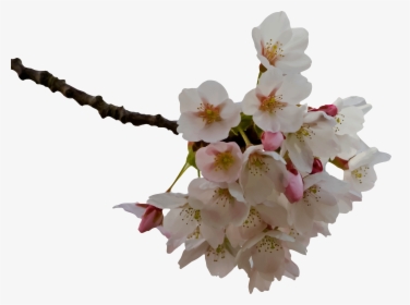 Cherry Blossom Clip Arts - Cherry Blossom Clipart .png, Transparent Png, Free Download