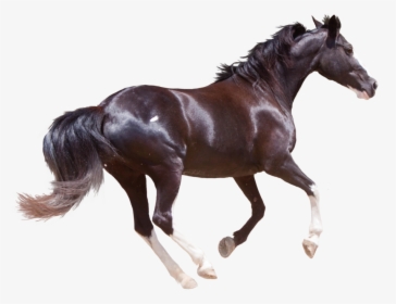 Horse Png High-quality Image - Black Horse Png, Transparent Png, Free Download