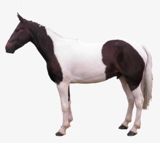 Transparent Horse Png - Horse Side View Png, Png Download, Free Download