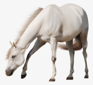 Free Download Of Horse Png Icon - Transparent Background White Horse Png, Png Download, Free Download