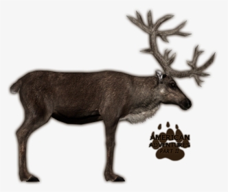 Reindeer Antlers Png - Zoo Tycoon 2 Caribou Remake, Transparent Png, Free Download