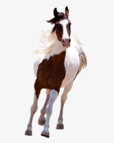 Picsart Horse Png Hd, Transparent Png, Free Download