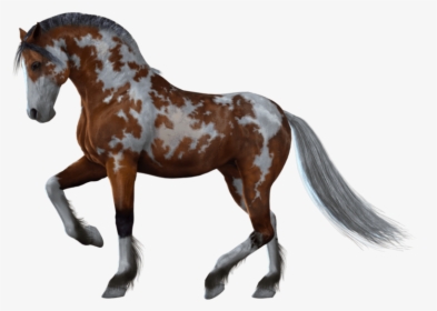 Horses With No Background, HD Png Download, Free Download