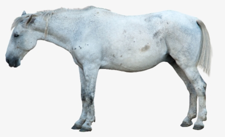 Horse Png Image Transparent - Transparent White Horse Png, Png Download, Free Download