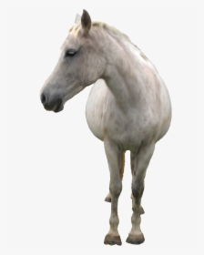 Transparent Horse Png File - White Horse Transparent Background, Png Download, Free Download