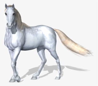 White Horse Images Hd Png, Transparent Png, Free Download