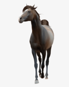 Transparent Background Horse Png, Png Download, Free Download