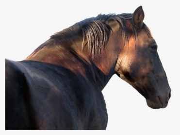 Horse, Stallion, Profile, Png File, Equine, Equestrian - Kopf Hengst Pferdekopf Von Vorne Bilder, Transparent Png, Free Download
