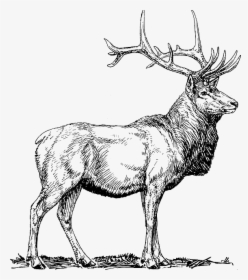 Elk, Moose, Deer, Head, Animal, Hunting, Antlers - Elk Black And White, HD Png Download, Free Download