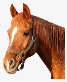 Horse Cat And Dog, HD Png Download, Free Download