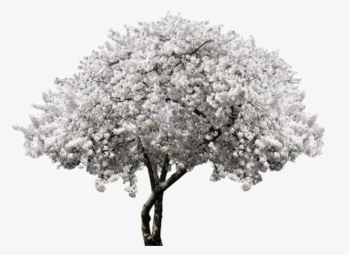 Transparent Cherry Blossom Clipart Black And White - White Cherry Blossom Png, Png Download, Free Download