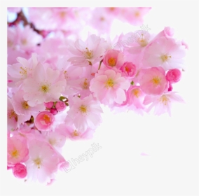 Blossom Png Image Free Download - Pink Cherry Blossoms Png, Transparent Png, Free Download