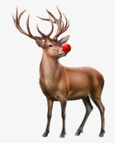 #reindeer #rudolph #christmas #christmasdeer - Deer Png, Transparent Png, Free Download