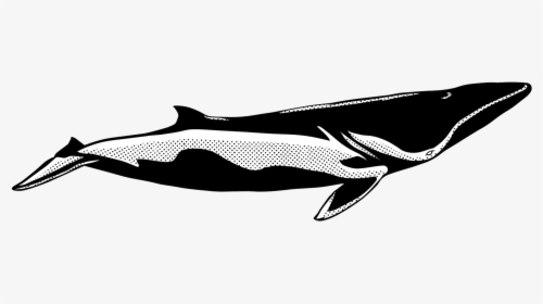 Transparent Whale Tail Png - Zwergwal, Png Download, Free Download