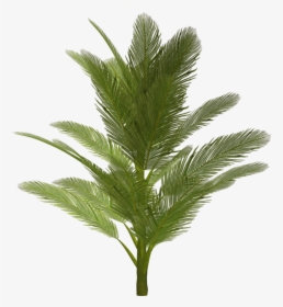 Palm Tree Png - Tree Png For Photoshop, Transparent Png, Free Download