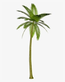 Single Coconut Tree Png, Transparent Png, Free Download