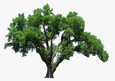 Big Tree Png, Transparent Png, Free Download