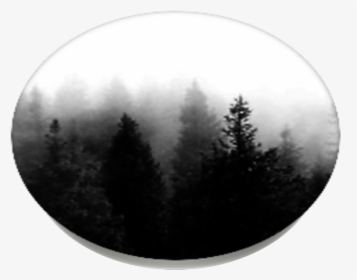 Dark Forest, Popsockets - Tree In The Forest Png Dark, Transparent Png, Free Download