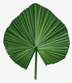 Palm Leaf Vector Png, Transparent Png, Free Download