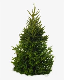 Temperate Coniferous Forest - Fir Tree Png, Transparent Png, Free Download