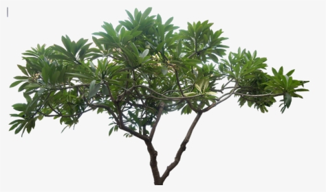 Plumeria Tree Png - Jungle Tree Png, Transparent Png, Free Download